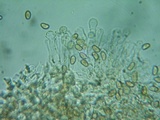 Pholiotina intermedia image