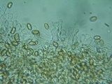 Pholiotina intermedia image
