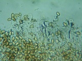Pholiotina intermedia image