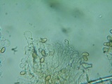 Pholiotina intermedia image