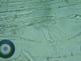 Pholiotina intermedia image