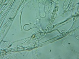 Pholiotina intermedia image