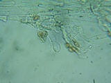 Pholiotina intermedia image