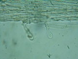 Pholiotina intermedia image