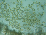 Pholiotina intermedia image