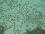 Pholiotina intermedia image