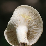 Lactarius maculatipes image