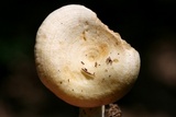 Lactarius maculatipes image