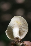 Lactarius maculatipes image