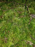 Eocronartium muscicola image