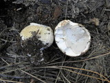 Boletus rex-veris image