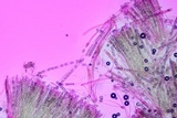 Helvella macropus image