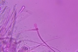 Helvella macropus image