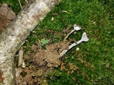 Hypomyces cervinigenus image