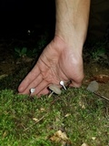 Hypomyces cervinigenus image