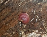 Callistosporium purpureomarginatum image