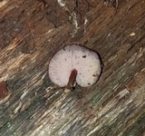 Callistosporium purpureomarginatum image