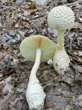 Amanita rhopalopus image