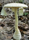 Amanita rhopalopus image