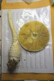 Amanita rhopalopus image