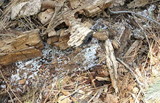 Ceratiomyxa fruticulosa var. fruticulosa image