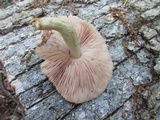 Pluteus petasatus image