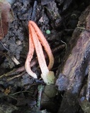 Pseudocolus fusiformis image