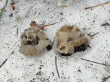 Clitocybe glacialis image