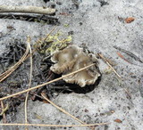 Clitocybe glacialis image