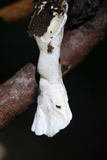 Loweomyces fractipes image