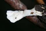 Loweomyces fractipes image