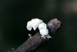 Loweomyces fractipes image