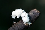 Loweomyces fractipes image