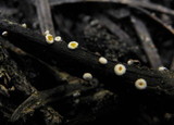Dasyscyphus bicolor image