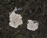 Fuligo candida image