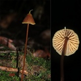 Entoloma dragonosporum image