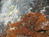 Caloplaca ignea image