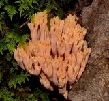 Ramaria formosa image