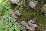Perenniporia fraxinea image