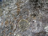 Lecanora pseudomellea image
