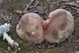 Tylopilus rubrobrunneus image
