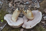 Tylopilus rubrobrunneus image