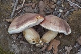 Tylopilus rubrobrunneus image