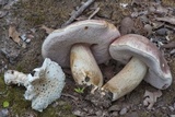 Amanita canescens image