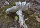 Amanita canescens image