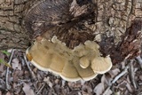 Inonotus cuticularis image