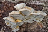 Inonotus cuticularis image