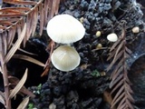 Mycena galericulata image