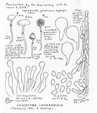 Pholiotina intermedia image