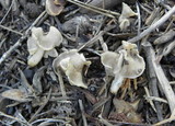 Helvella latispora image